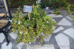 Plumbago plant at Palm Court Gardens in Fortlands St Kitts.jpg
