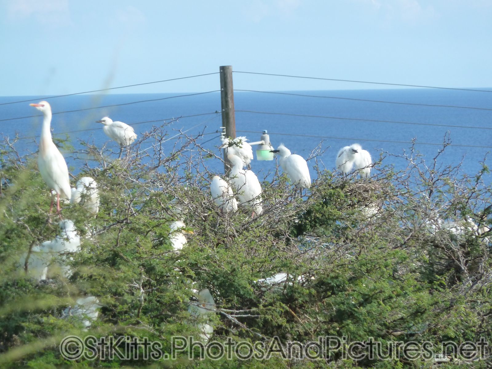 Egrets gather at a tree in St Kitts.jpg
