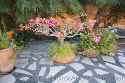 Cool potted tree with wide branches and pink flowers at Palm Court Gardens in Basseterre St Kitts.jpg