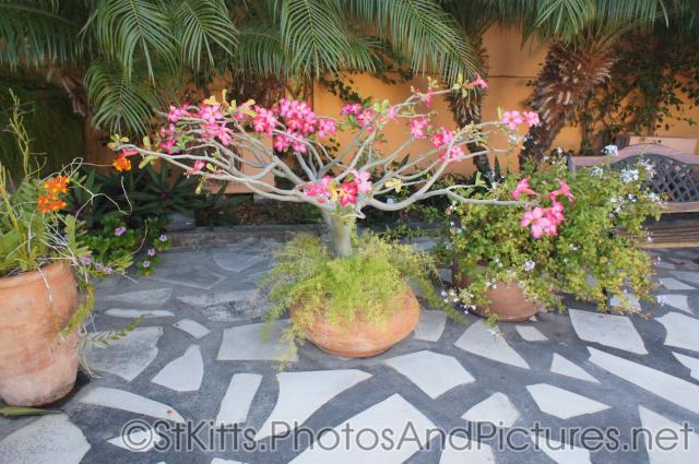 Cool potted tree with wide branches and pink flowers at Palm Court Gardens in Basseterre St Kitts.jpg
