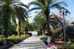 Palm trees lined driveway into Palm Court Gardens in Basseterre St Kitts.jpg