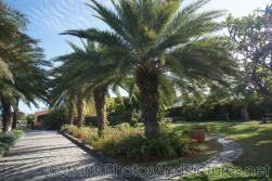 Palm trees near the entrance of Palm Court Gardens in Basseterre St Kitts.jpg
