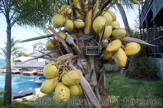 Coconuts of the coconut palm at Palm Court Gardens in Basseterre St Kitts.jpg

