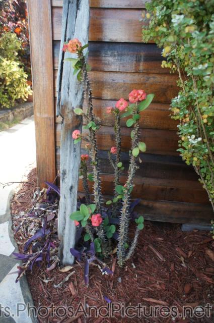 Cactus with red flowers at Palm Court Gardens in Basseterre St Kitts.jpg