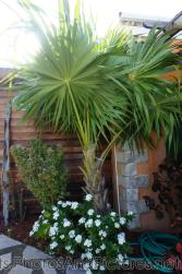 Periwinkle plant with white flowers at Palm Court Gardens in Basseterre St Kitts.jpg