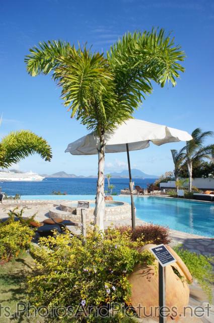 Foxtail Palm at Palm Court Gardens in Basseterre St Kitts.jpg