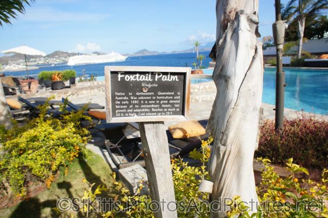 Foxtail Palm Sign at Palm Court Gardens in Basseterre St Kitts.jpg
