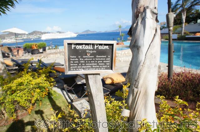 Foxtail Palm Sign at Palm Court Gardens in Basseterre St Kitts.jpg