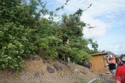 Monkeys in trees at Shipwreck Grill in St Kitts.jpg