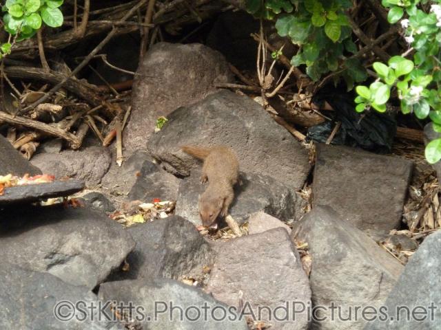 Mongoose at Shipwreck Bar & Grill in St Kitts.jpg
