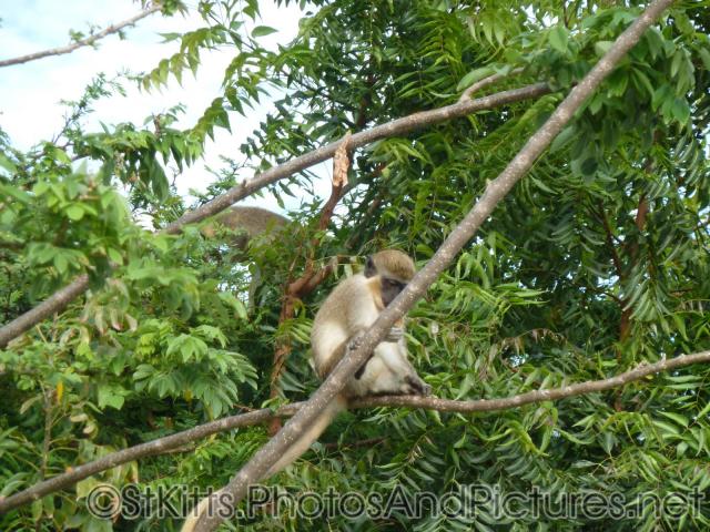 Monkey sitting in the trees at the Shipwreck Bar & Grill in St Kitts.jpg
