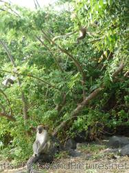 Black faced monkey next to Shipwreck Grill in St Kitts.jpg