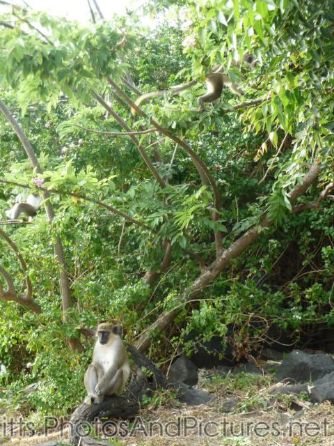 Black faced monkey next to Shipwreck Grill in St Kitts.jpg
