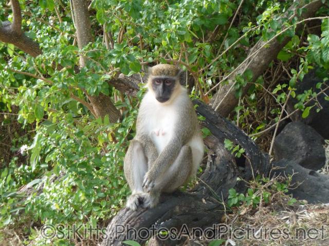 Female monkey at the Shipwreck Bar & Grill in St Kitts.jpg
