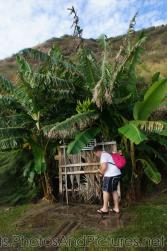 Banana tree behind showers at Shipwreck Bar & Grill in St Kitts.jpg