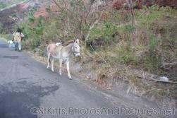 Monkey sitting on top of donkey held on a rope by their owners in St Kitts .jpg