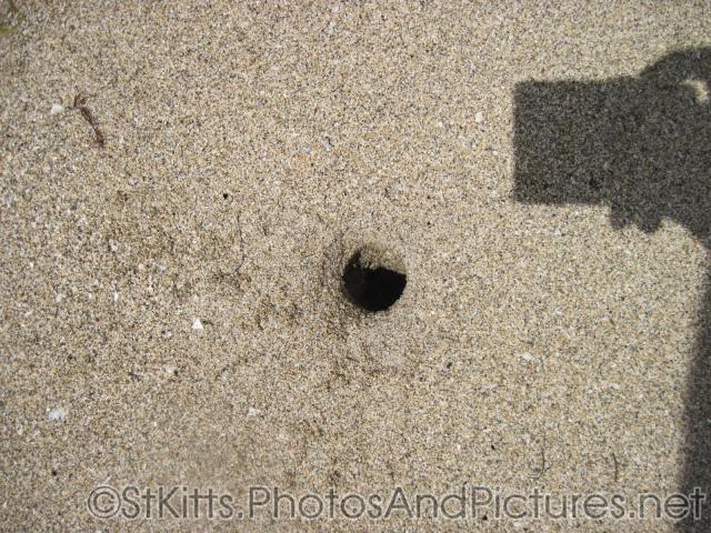 Crab hole in the sands of Monkey Bar Beach in St Kitts.jpg

