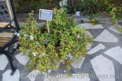 Plumbago plant at Palm Court Gardens in Fortlands St Kitts.jpg