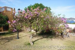 Bougainvillea tree at Palm Court Gardens in Fortlands St Kitts.jpg
