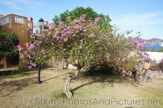 Bougainvillea tree at Palm Court Gardens in Fortlands St Kitts.jpg