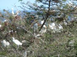 Egret birds congregate at a tree at St Kitts.jpg