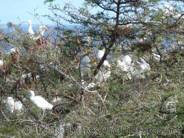 Egret birds congregate at a tree at St Kitts.jpg