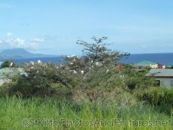 St Kitts Egrets tree.jpg