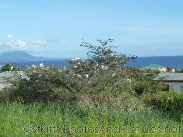 St Kitts Egrets tree.jpg
