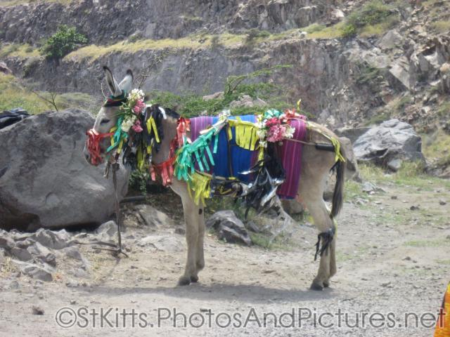 Donkey colorfully decorated in St Kitts.jpg

