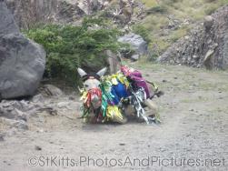 Dressed up donkey lays on the ground in St Kitts.jpg