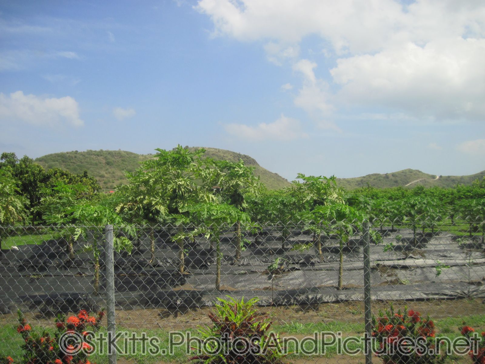 Tree farm in St Kitts.jpg
