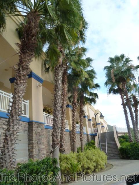 Palm trees at the Marriott St Kitts.jpg