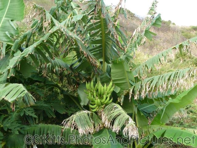 Banana tree in St Kitts.jpg
