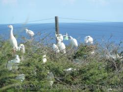 Egrets gather at a tree in St Kitts.jpg