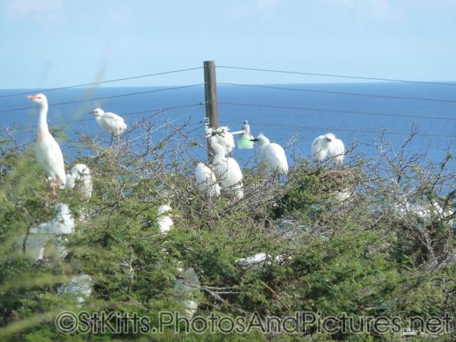 Egrets gather at a tree in St Kitts.jpg