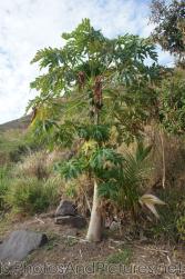 Coconut tree in St Kitts.jpg