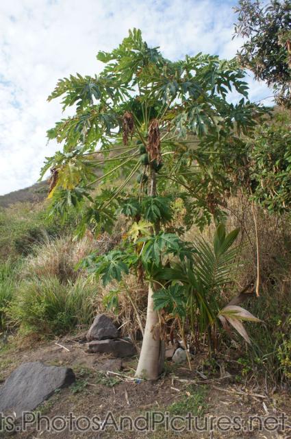 Coconut tree in St Kitts.jpg
