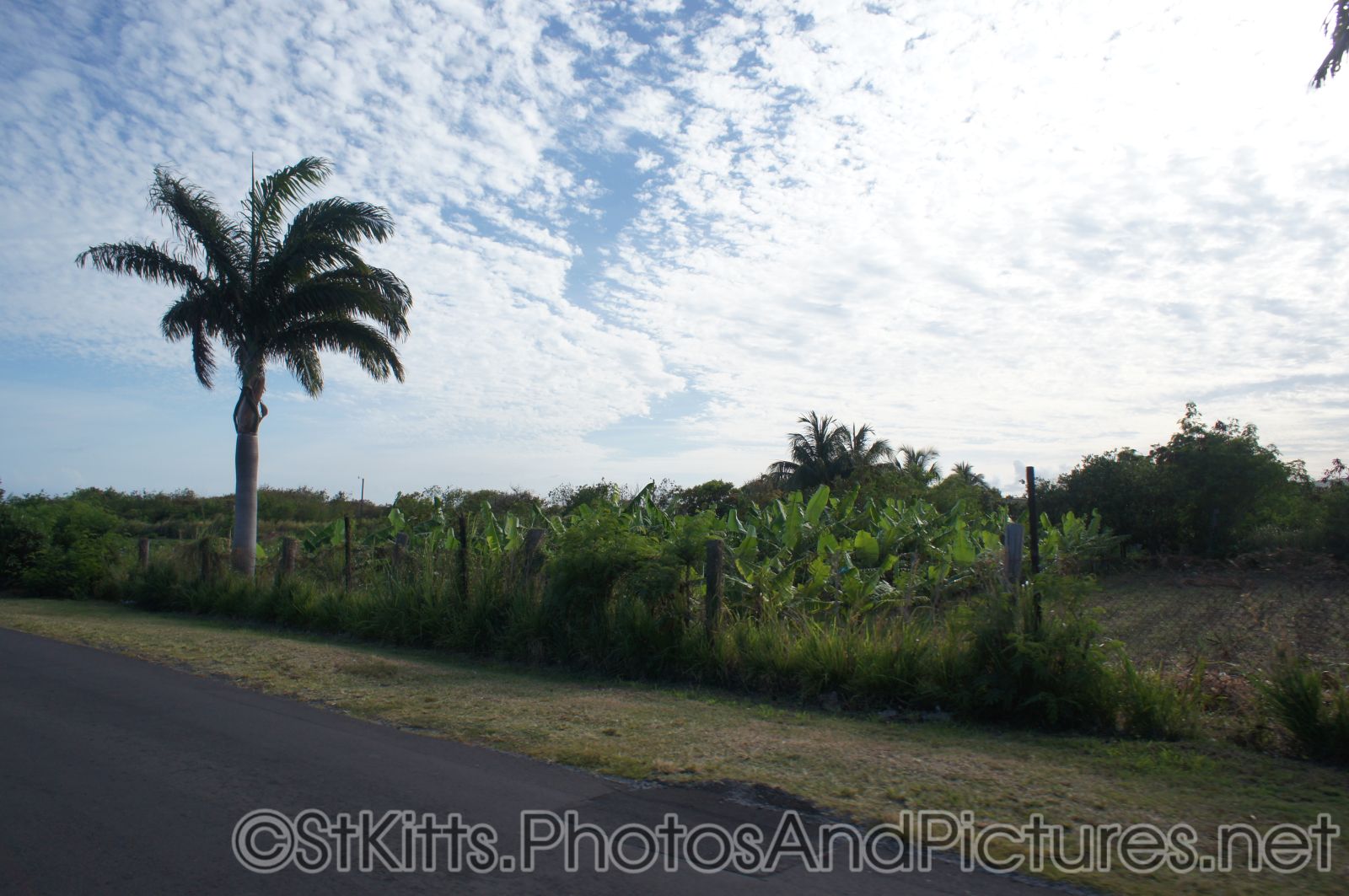 Palm trees in St Kitts.jpg
