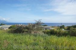 Egret birds on a tree in St Kitts.jpg