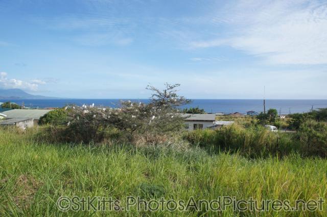 Egret birds on a tree in St Kitts.jpg