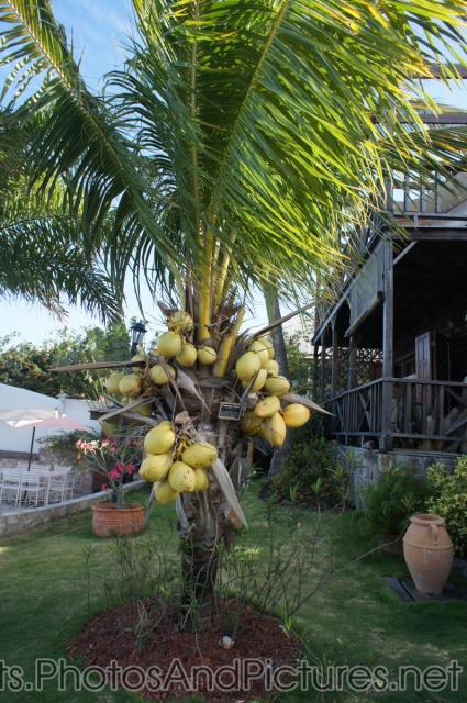 Coconut Palm at Palm Court Gardens in Basseterre St Kitts.jpg